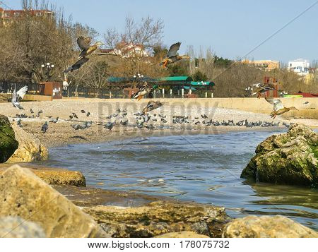 The cute ducks pigeons and seagulls on the sea