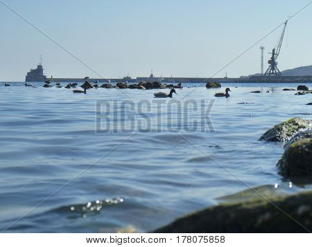 Cute ducks seagulls on the Black sea