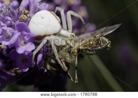 Ragno bianco