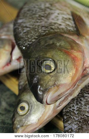 Various fresh fish and seafood at the fish market