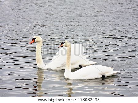 Married couple of white swans in the spring on the lake