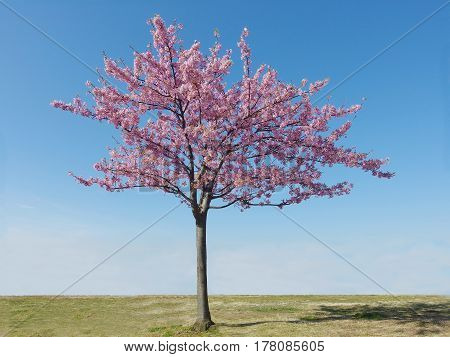 Japan sakura pink cherry blossoms tree and blue sky on spring season.