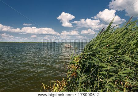 Reeds on the shore of the lake. Sunny windy day.