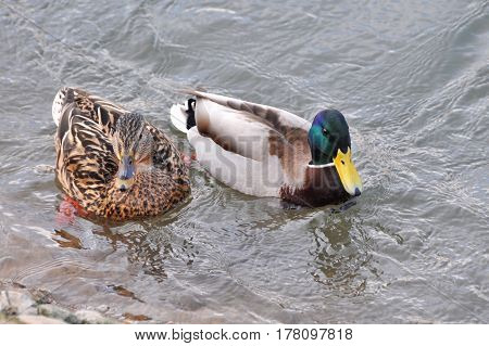 Pair of Mallard Ducks swimming together in water