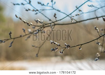 spring tree branch buds, nature, wallpaper, garden, ecology