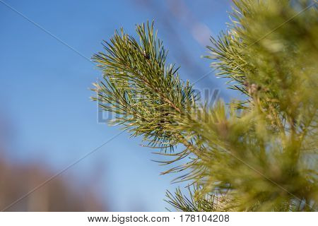 spring tree branch buds, nature, wallpaper, garden, ecology