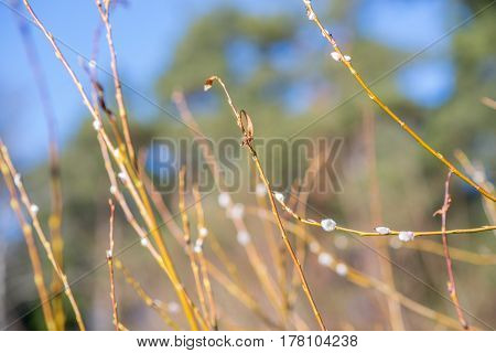 spring tree branch buds, nature, wallpaper, garden, ecology