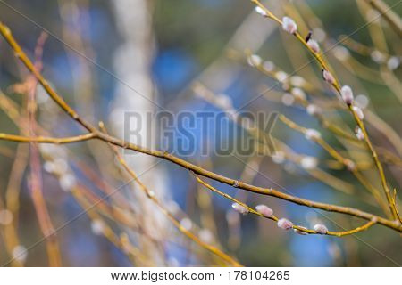 spring tree branch buds, nature, wallpaper, garden, ecology