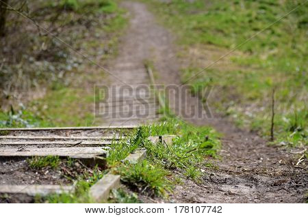 A picture of a wooden straircase in the dutch forest