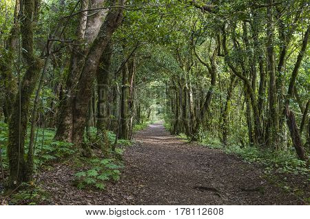 Laural Forest In Tenerife, Spain