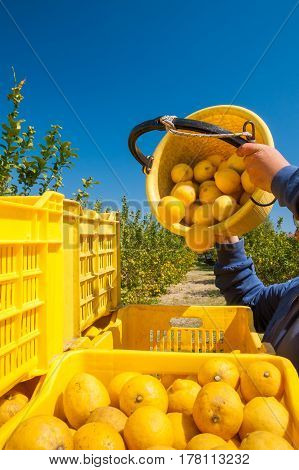 Picker at work unloading his pail full of lemons into bigger fruitboxes