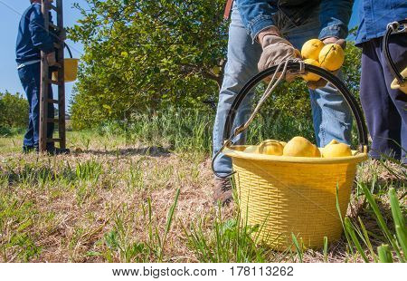 Pail full of lemons during lemon picking time in Sicily