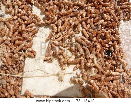 Dry Brown seedpods on ground blown into sunny corner