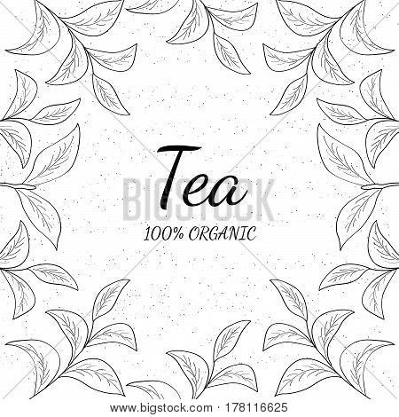 Green tea leaf illustration branch organic hand drawing sketch square banner template for packing cosmetics packaging branding etc