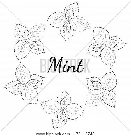 Round frame banner with mint leaves peppermint branch flower hand drawn sketch. Hand drawn spicy herbs doodle cooking ingredient for design packaging.