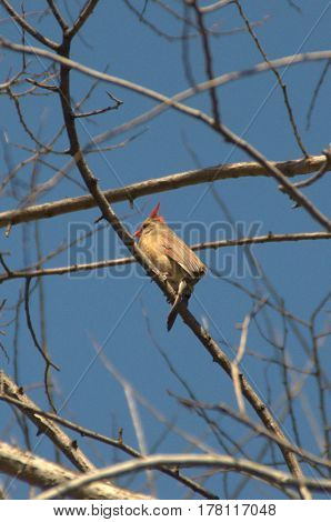 female northern cardinal perched on a tree branch under a clear blue sky