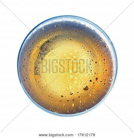 ラガー