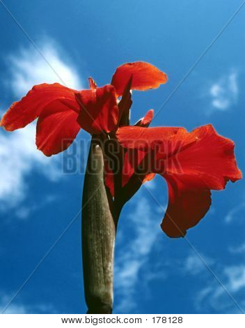 Blauer Himmel-Amaryllis