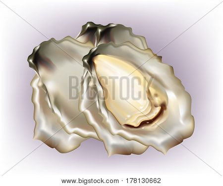 Oyster with empty shells on white background
