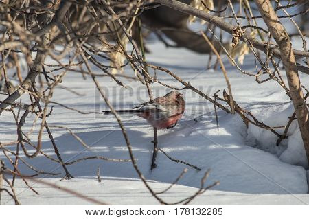 Long-tailed rosefinch sits on a bush branch