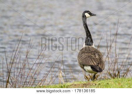 Goose-Goose in the lake, Lippesee , Germany.