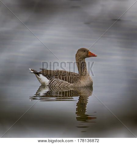 Goose-Goose in the lake, Lippesee , Germany.