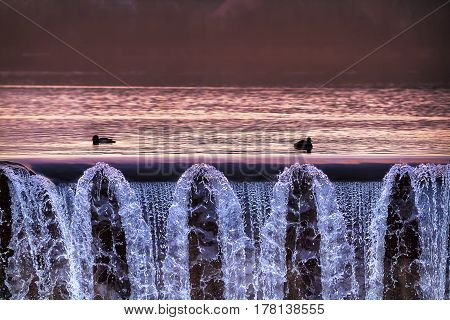 Ducks in the lake, Lippesee , Germany.