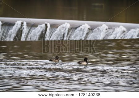 Ducks in the lake, Lippesee , Germany.