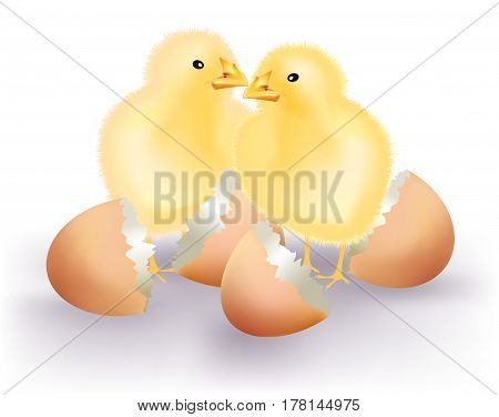 Yellow baby chicks with cracked egg shells