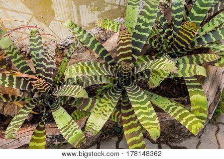 Closeup To Beautiful Zebra Bromeliad/ Livingvase/ Urn Plant/ Aechmea Fasciata/ Bromeliaceae
