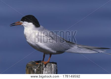 A Forster's Tern, Sterna forsteri in breeding plumage standing on a post near the ocean