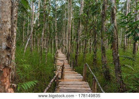Raised Wooden pathway through dense mangroves forest.