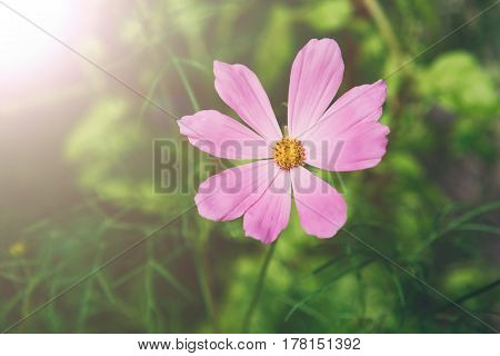 Mexican Aster pink flower or Garden Cosmos, closeup at green background. Its Latin name is Cosmos Bipinnatus Radiance, native to Mexico. Popular annual plant cosmea.