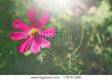 Mexican Aster bright pink flower or Garden Cosmos, closeup outdoors at green background. Its Latin name is Cosmos Bipinnatus Radiance, native to Mexico. Popular annual plant cosmea.