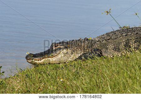 An American Alligator along the shoreline of a freshwater pond in Florida.