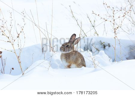Cottontail rabbit sitting in snow covered field