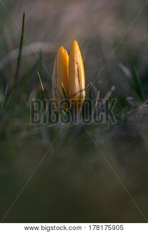 Crocuss family. Yellow crocuses in spring day.