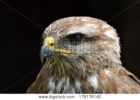 close-up view of a bird of prey - falcon