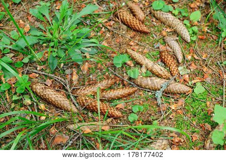brown pine cones lie on a forest path