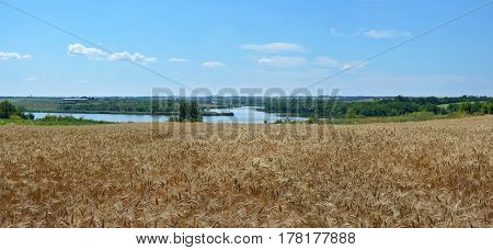 Panoramic view of the golden wheat field with river on the background. Rural scene. Summer landscape.