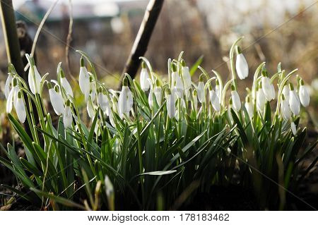 The earliest spring flowers. Snowdrops. Sweethearted nature.