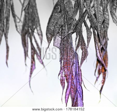 Dried and withered leaves hanging from tree - fading to gray