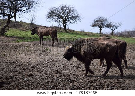 European brown bison  (Bison bonasus)  that live in nature reserves in Europe