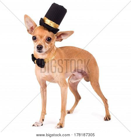 portrait of the nice terrier in a top hat