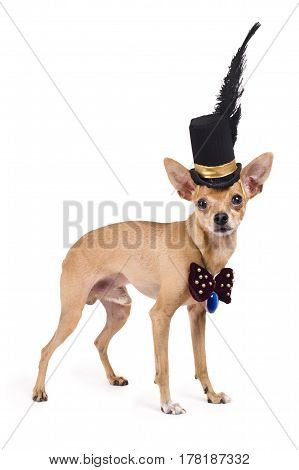 portrait of the nice terrier in a top hat