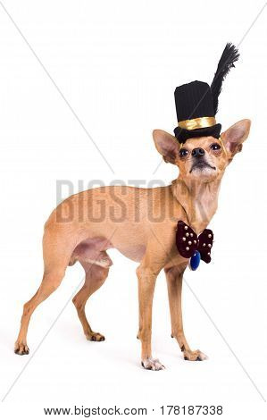 portrait of the nice terrier in a top hat
