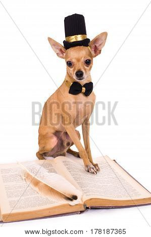 Dog with book isolated on white background