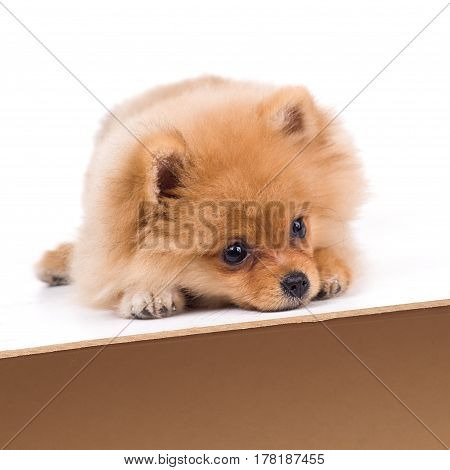 Portrait of a adorable puppy  on a white background