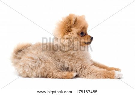 Pomeranian (spitz) dog, isolated on white background.