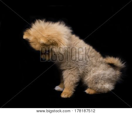Picture of wonderful cute dog on a black background